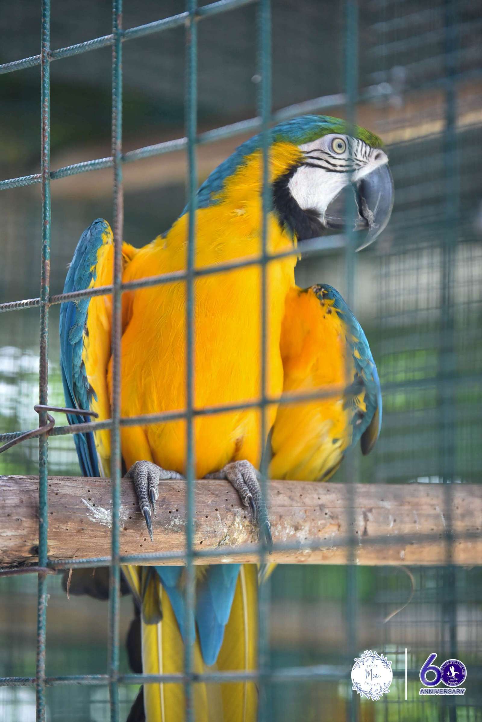 May 2, 2026 — Mommy & Me Nature Walk at the Pointe-a-Pierre Wildfowl Trust