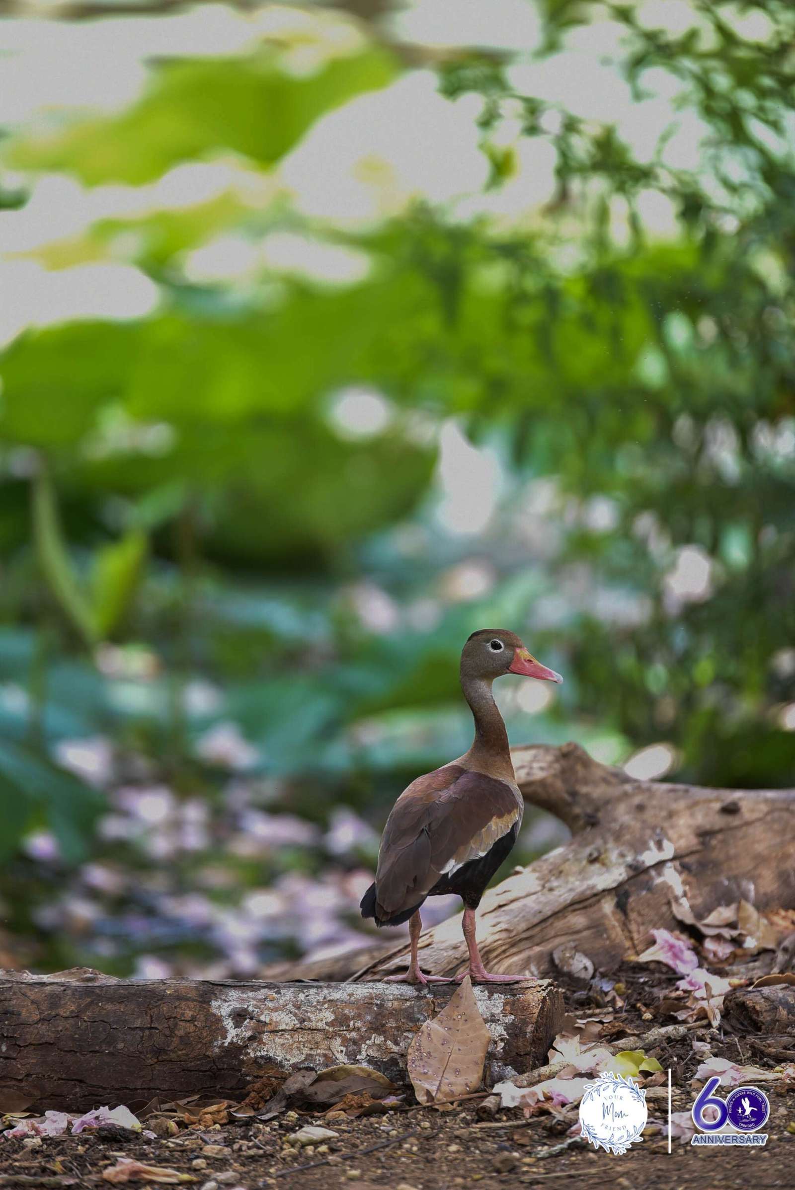 May 2, 2026 — Mommy & Me Nature Walk at the Pointe-a-Pierre Wildfowl Trust