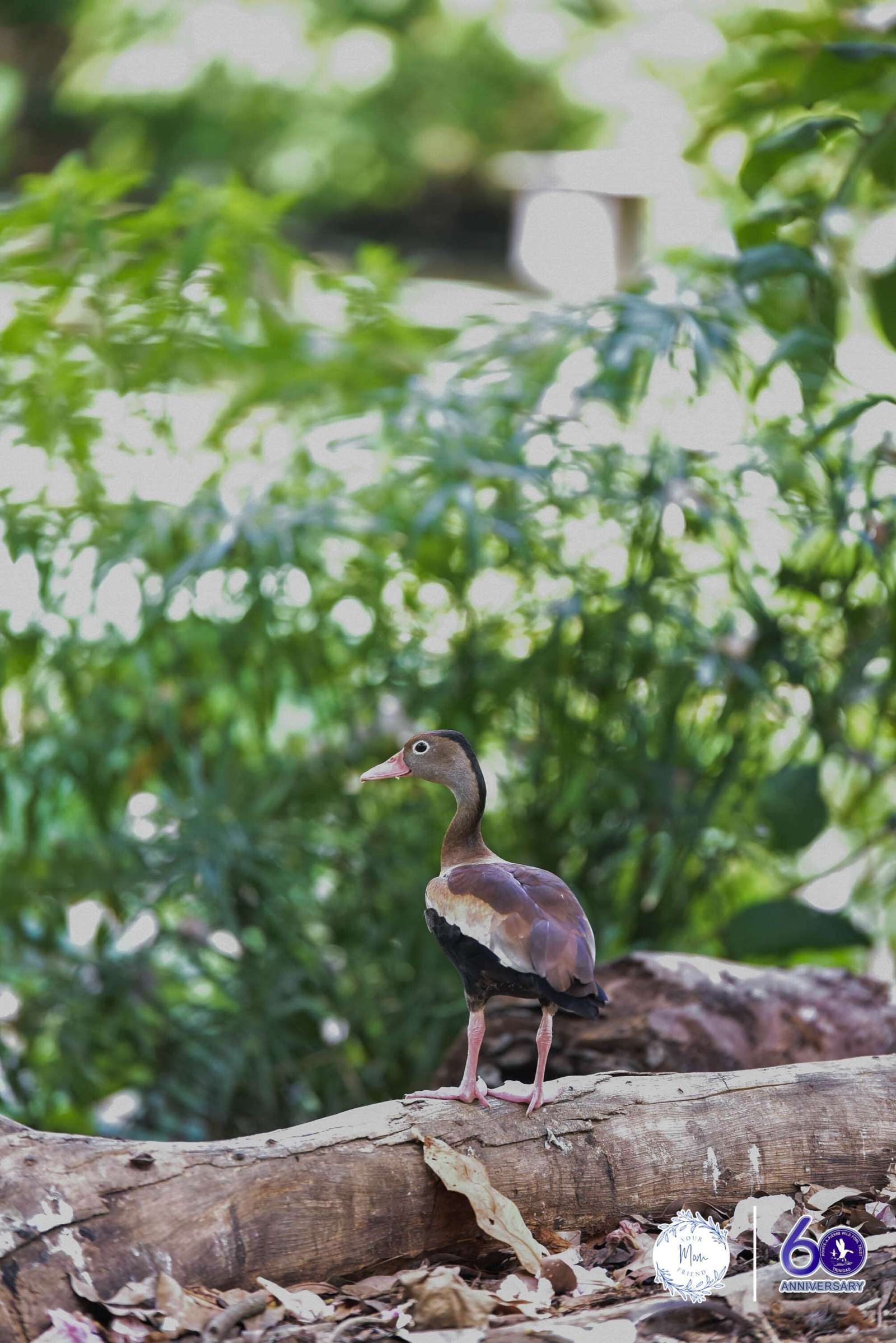 May 2, 2026 — Mommy & Me Nature Walk at the Pointe-a-Pierre Wildfowl Trust