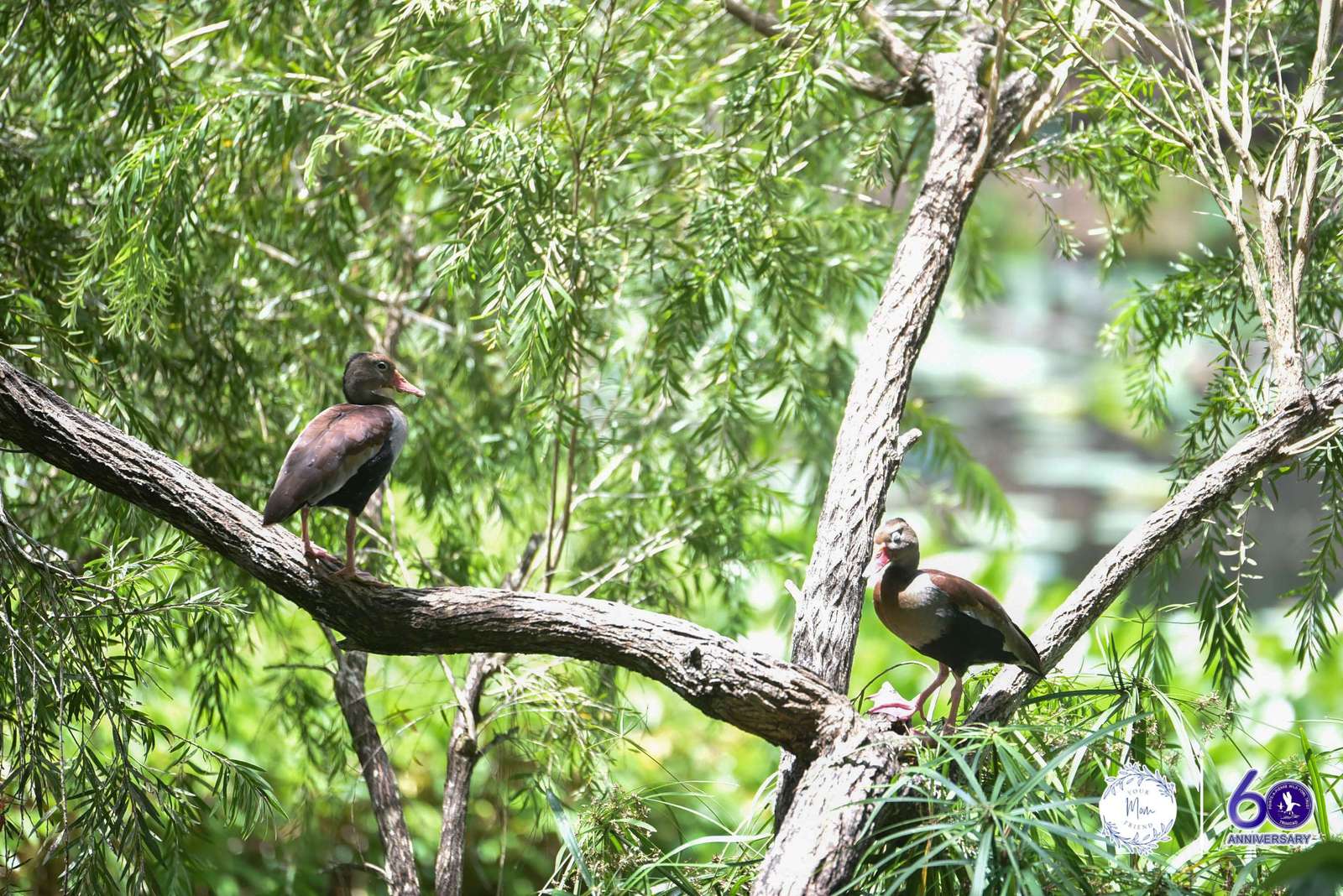 May 2, 2026 — Mommy & Me Nature Walk at the Pointe-a-Pierre Wildfowl Trust