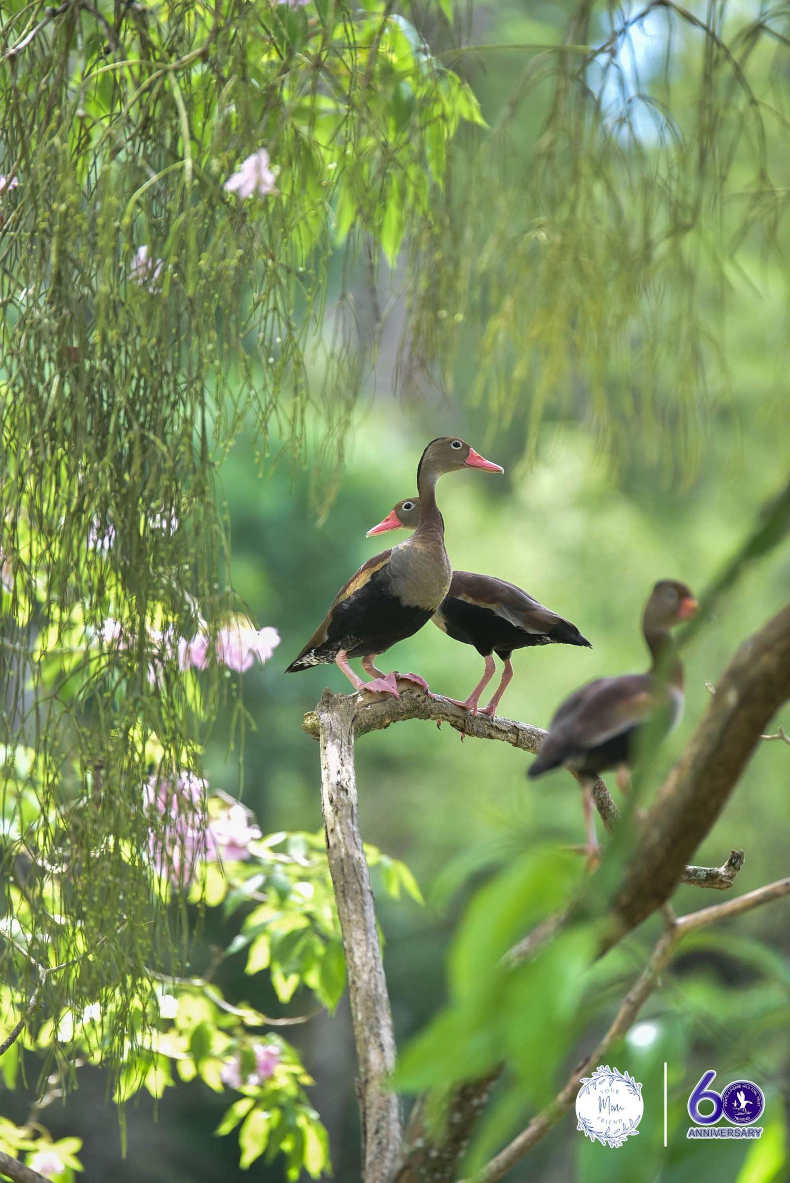 May 2, 2026 — Mommy & Me Nature Walk at the Pointe-a-Pierre Wildfowl Trust