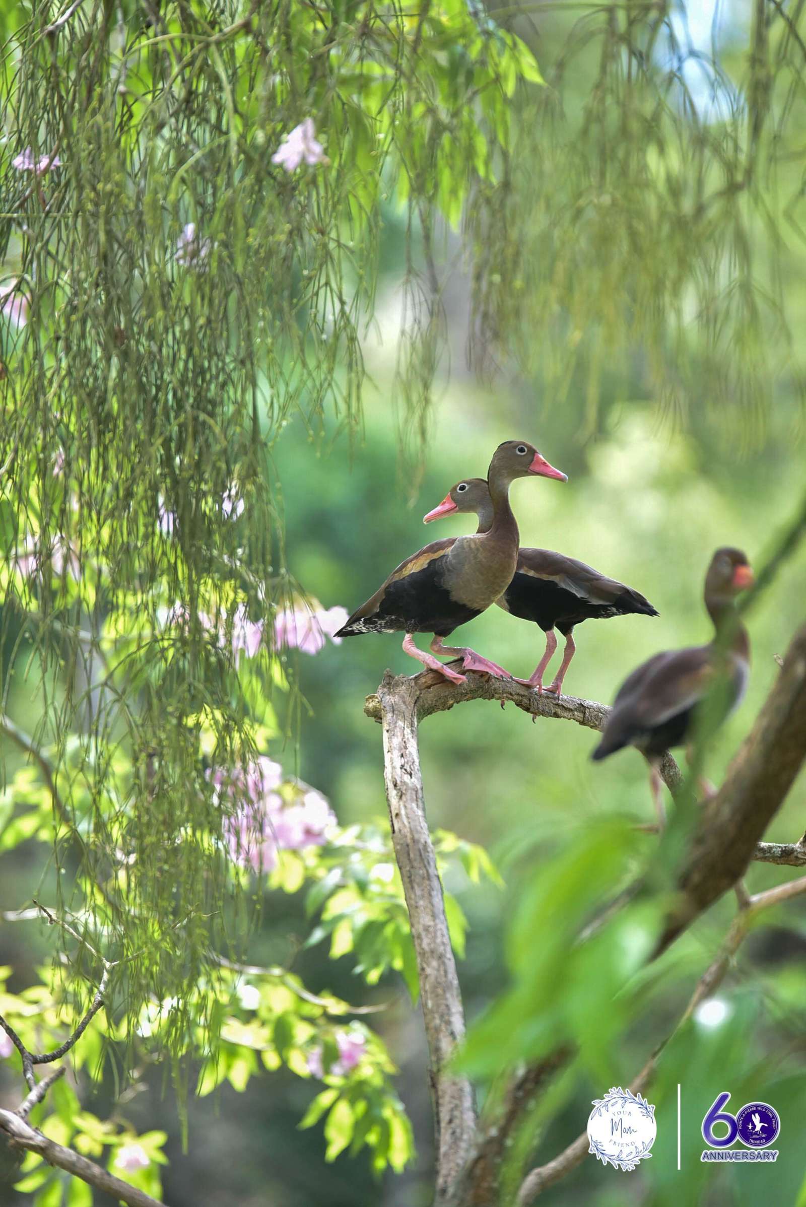May 2, 2026 — Mommy & Me Nature Walk at the Pointe-a-Pierre Wildfowl Trust