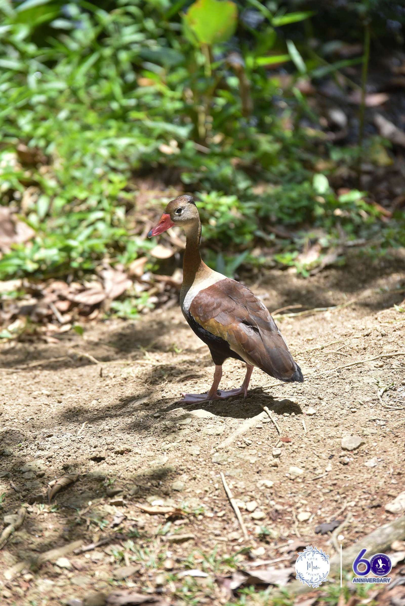 May 2, 2026 — Mommy & Me Nature Walk at the Pointe-a-Pierre Wildfowl Trust