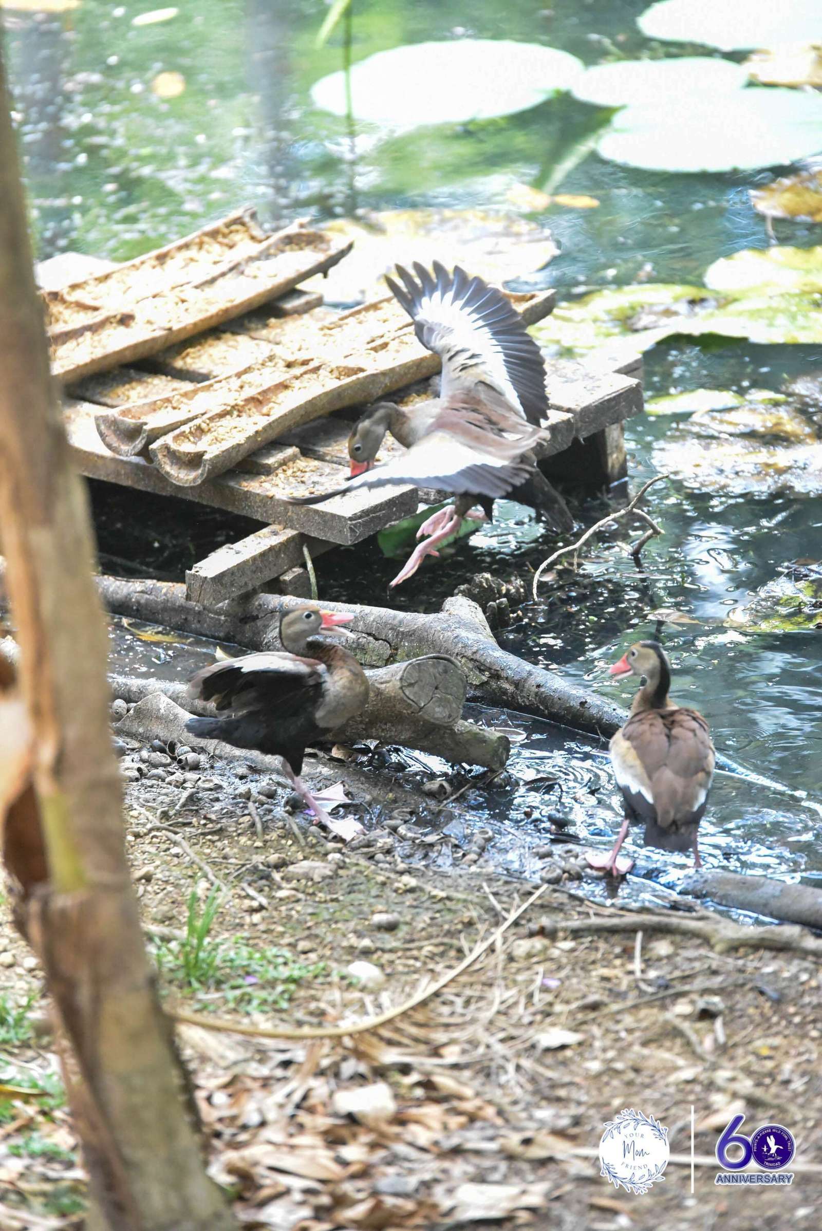 May 2, 2026 — Mommy & Me Nature Walk at the Pointe-a-Pierre Wildfowl Trust