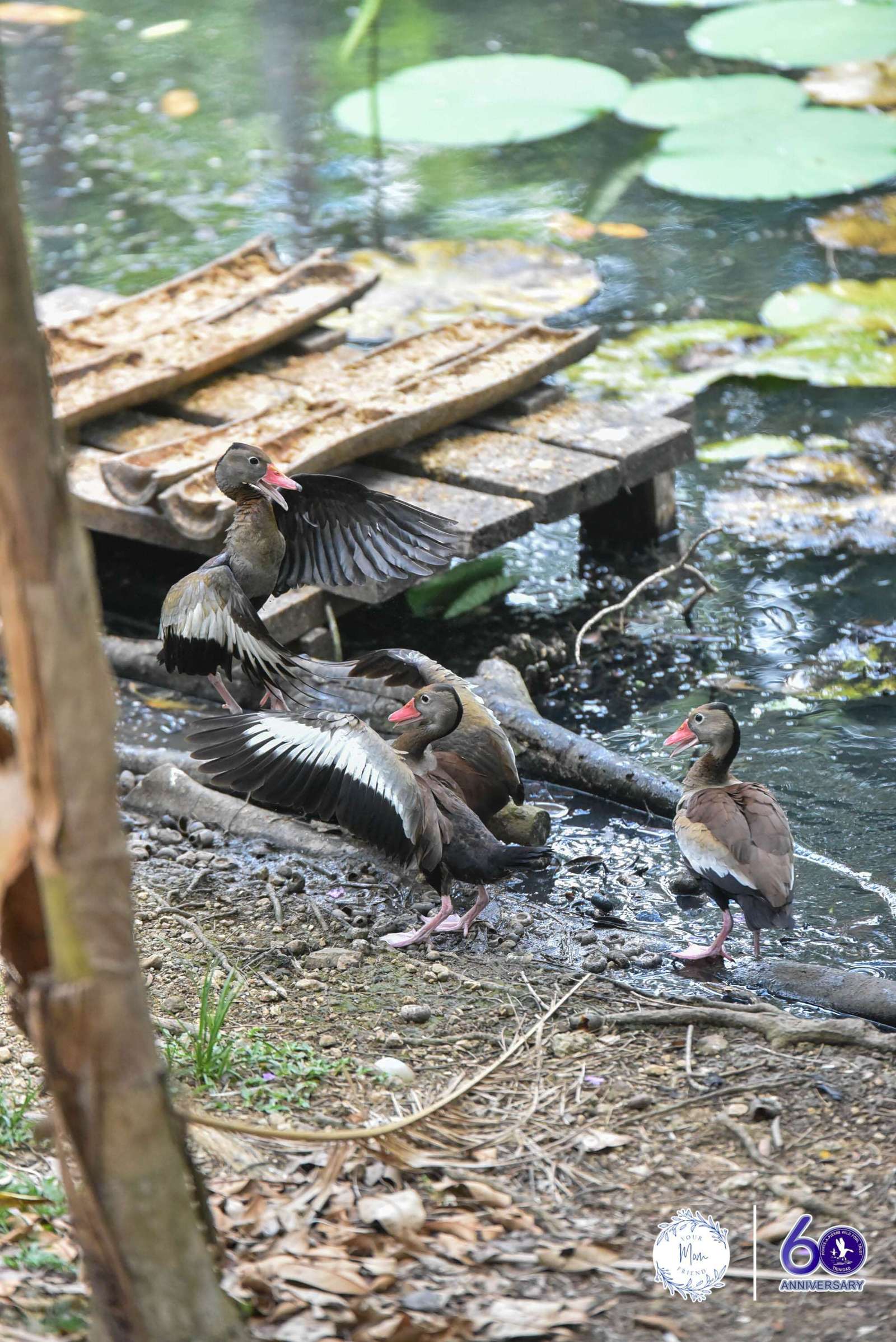 May 2, 2026 — Mommy & Me Nature Walk at the Pointe-a-Pierre Wildfowl Trust