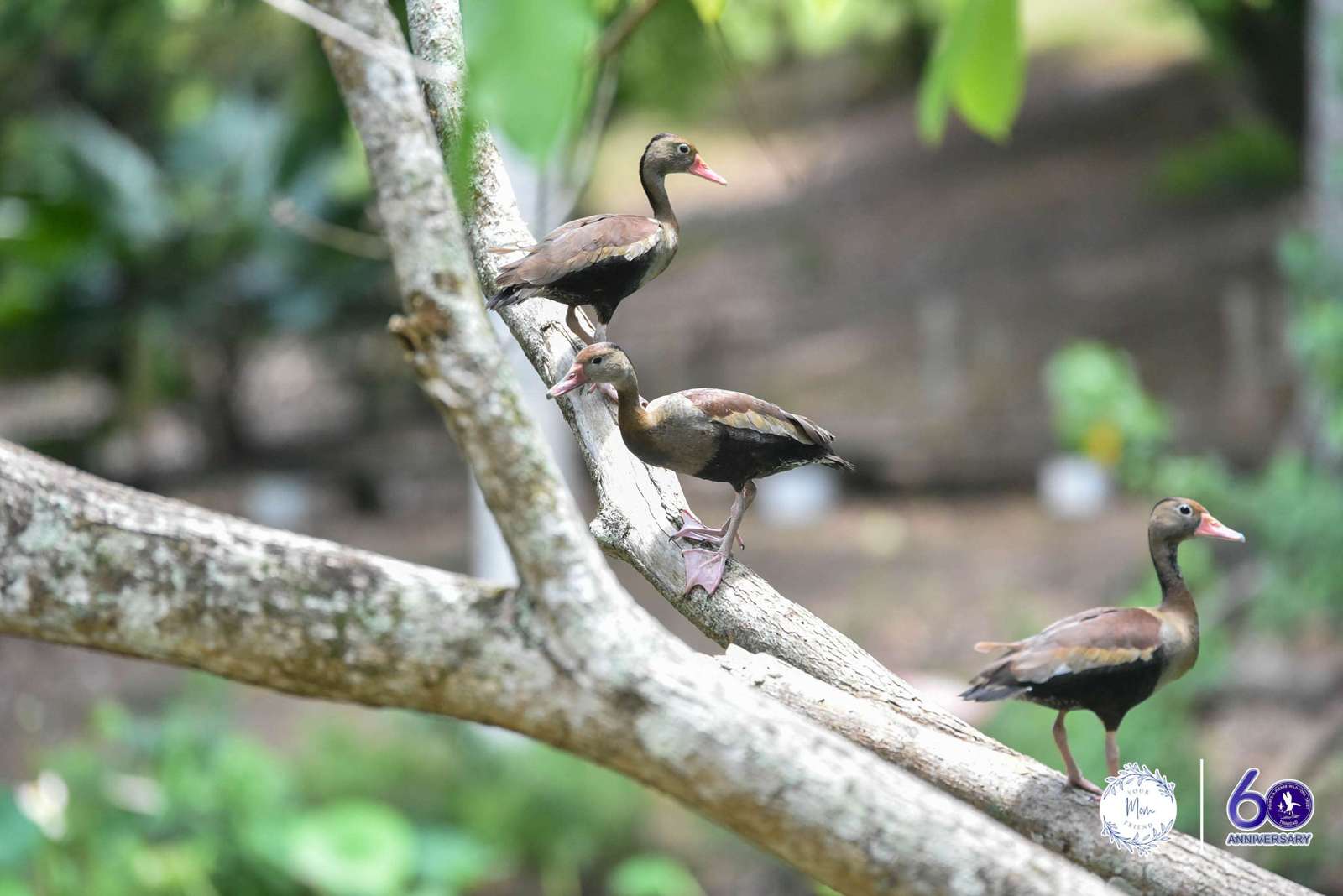 May 2, 2026 — Mommy & Me Nature Walk at the Pointe-a-Pierre Wildfowl Trust