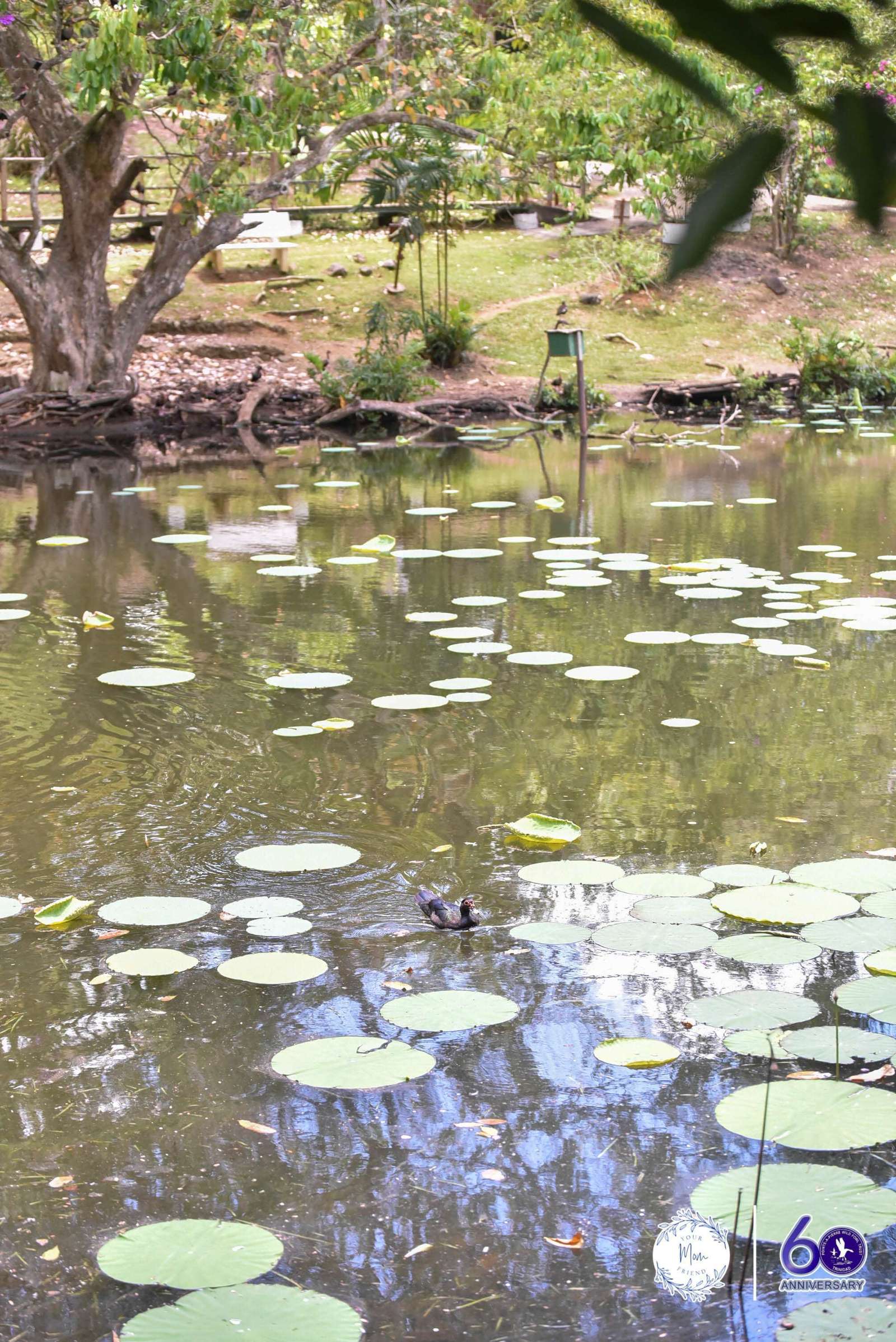 May 2, 2026 — Mommy & Me Nature Walk at the Pointe-a-Pierre Wildfowl Trust