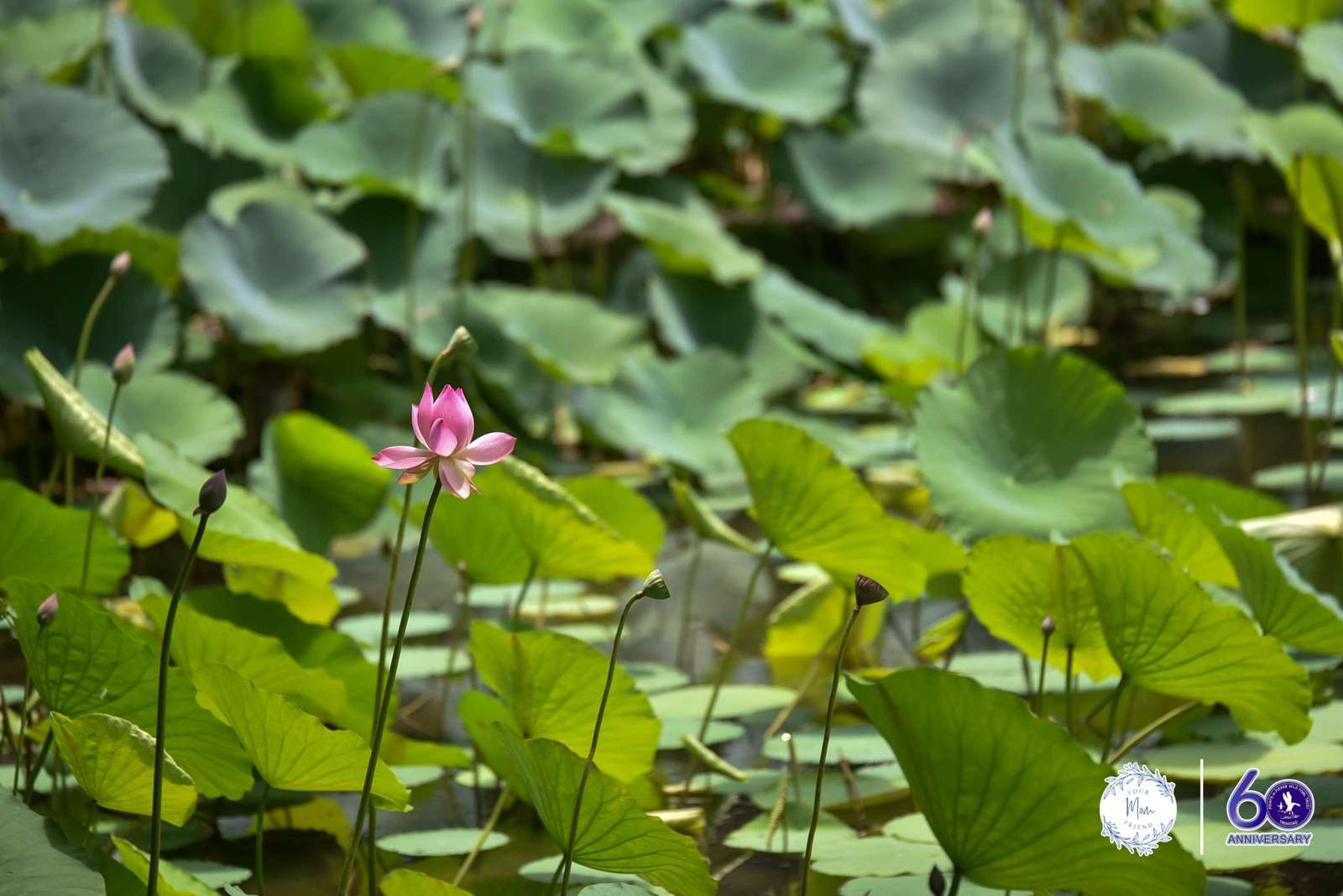 May 2, 2026 — Mommy & Me Nature Walk at the Pointe-a-Pierre Wildfowl Trust